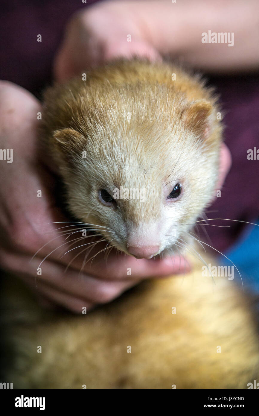 Frettchen zähmen Stockfoto