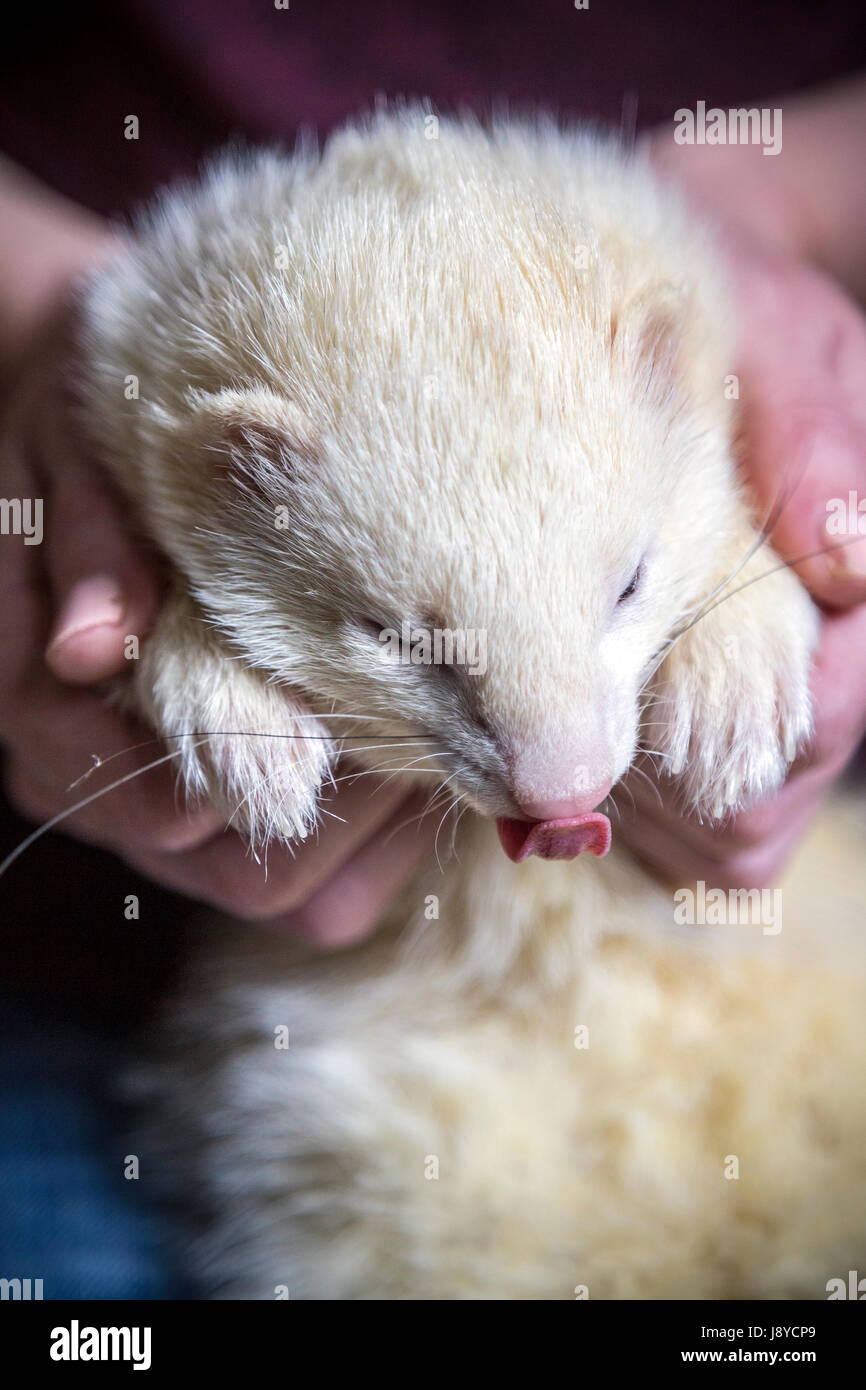 Frettchen zähmen Stockfoto