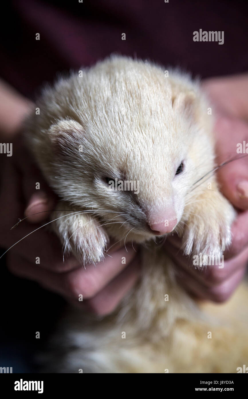 Frettchen zähmen Stockfoto