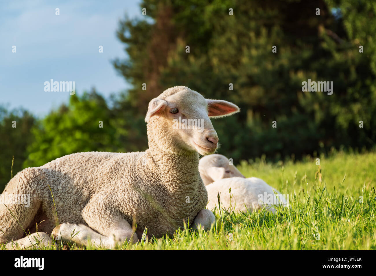 Schaf und Lamm in der Wiese (Wiese) Stockfoto