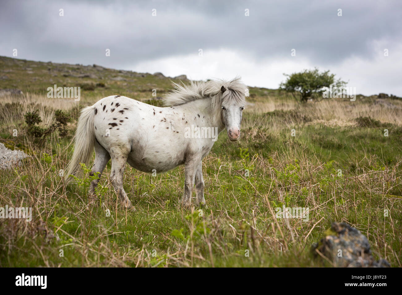 Dartmoor-Pferde Stockfoto