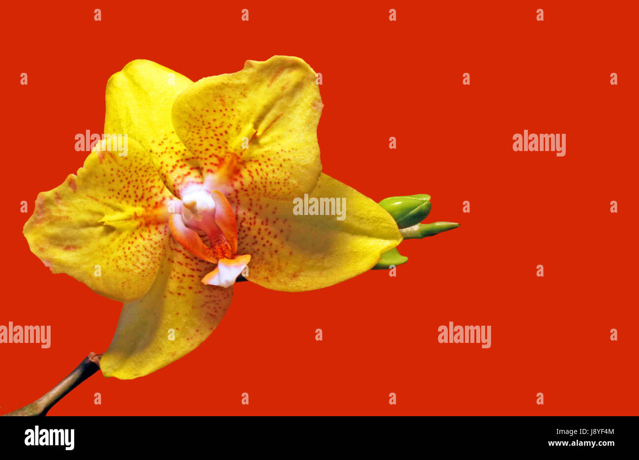 Orange, Blume, Orchidee, Pflanze, Hintergrund, Hintergrund, gelb, Blume, Pflanze, Stockfoto
