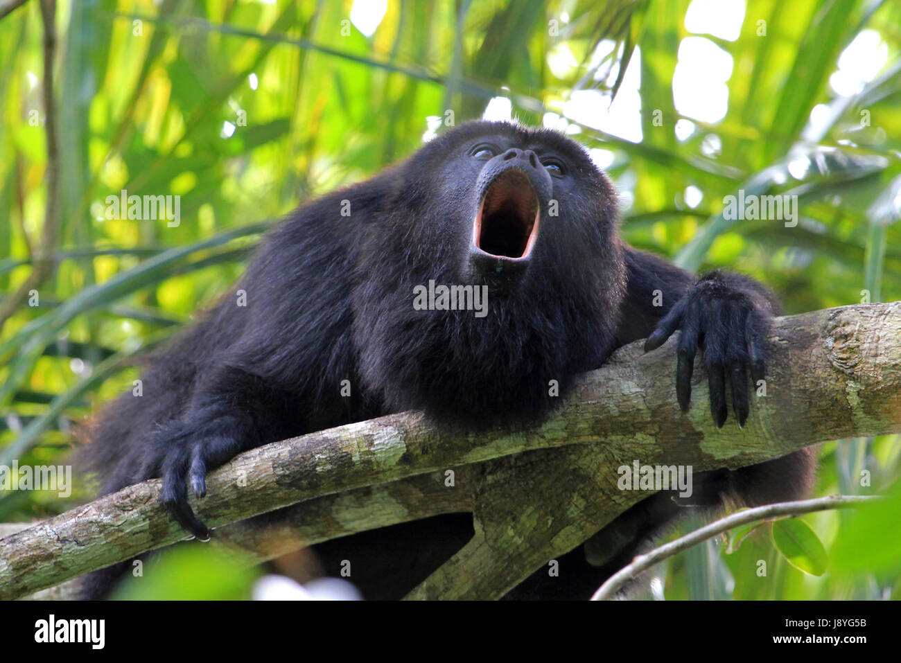 Schwarze Brüllaffen, alouatta pigra oder alouatta caraya, sitzt auf einem Baum in Belize Dschungel und Geheult wie verrückt. Auch in Mexiko und Guatemala gefunden. Stockfoto