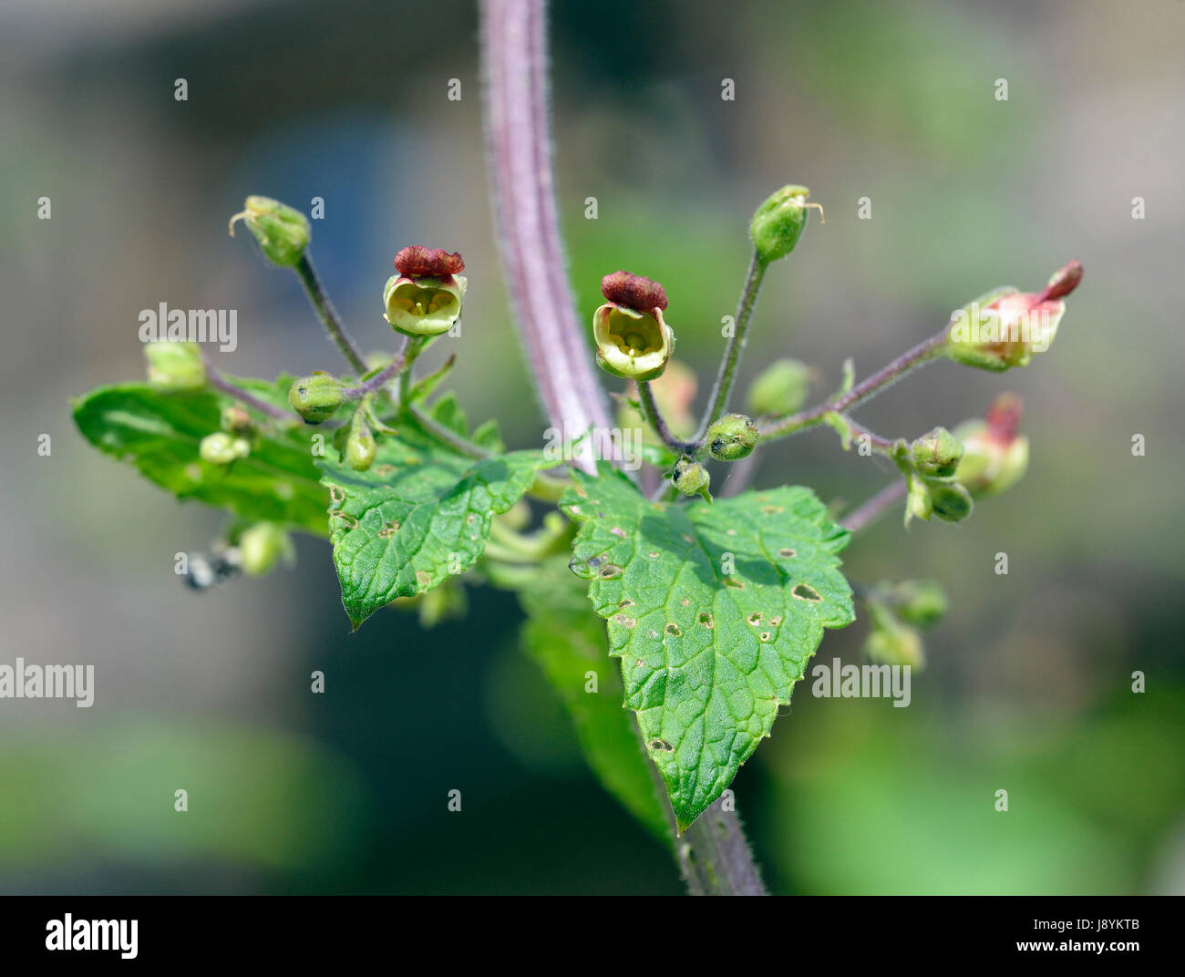 Balsam-leaved Braunwurz - Scrophularia Scorodonia seltene Wilde Blume aus Süd-west England Stockfoto