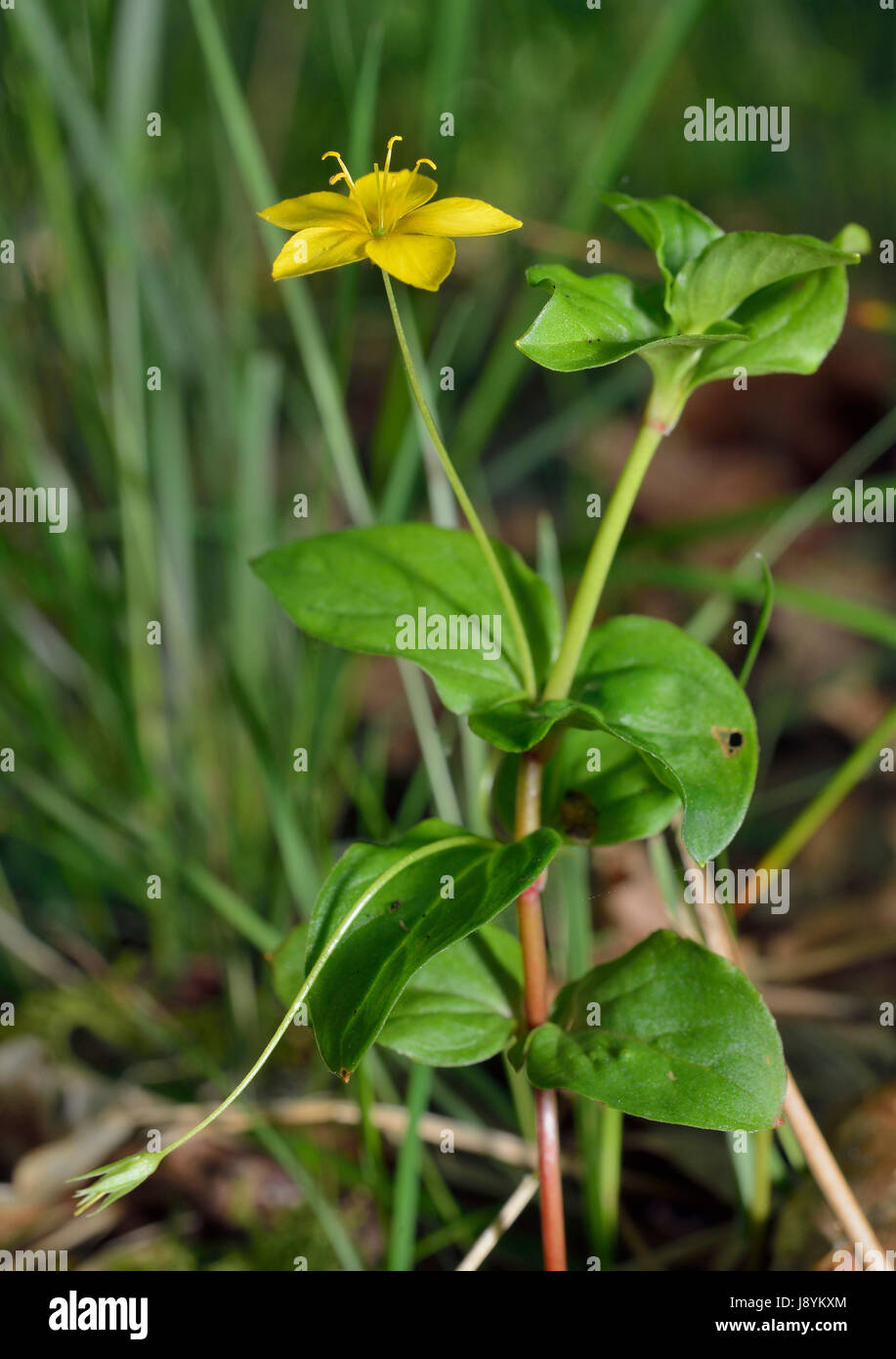 Gelbe Pimpernel - Lysimachia Nemorum feuchten Wald Blume Stockfoto