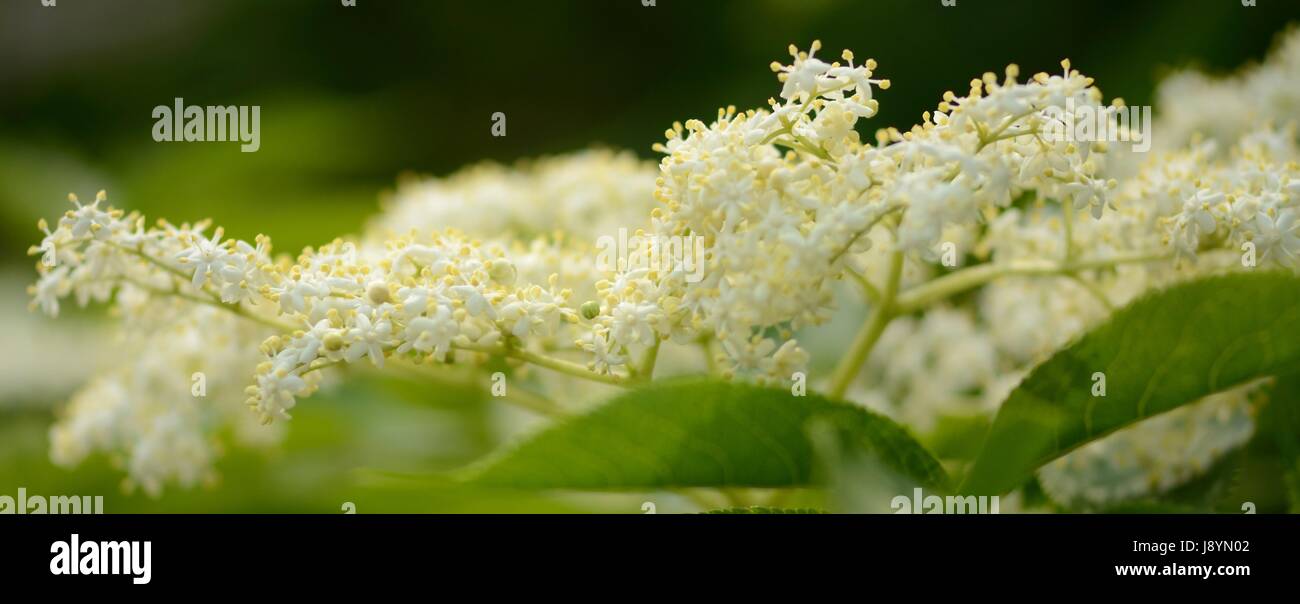 Holunderblüten Stockfoto