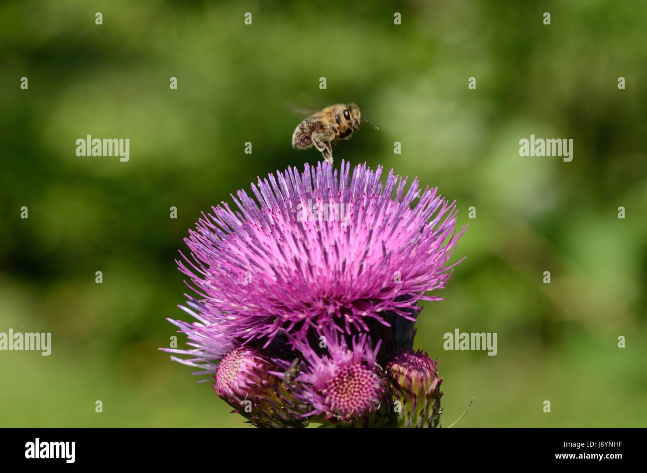 Eine Biene fliegt von einer Blume Stockfoto