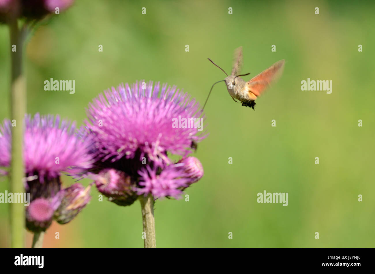 Der Kolibri Hawk Moth Fütterung in einer Blume Stockfoto
