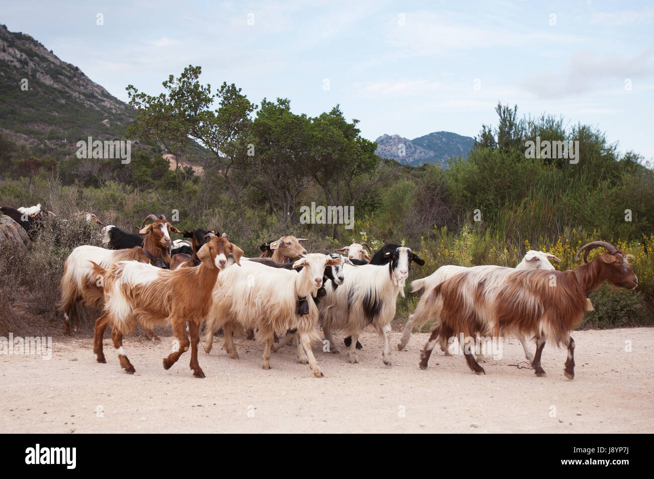 Herde von Ziegen Stockfoto