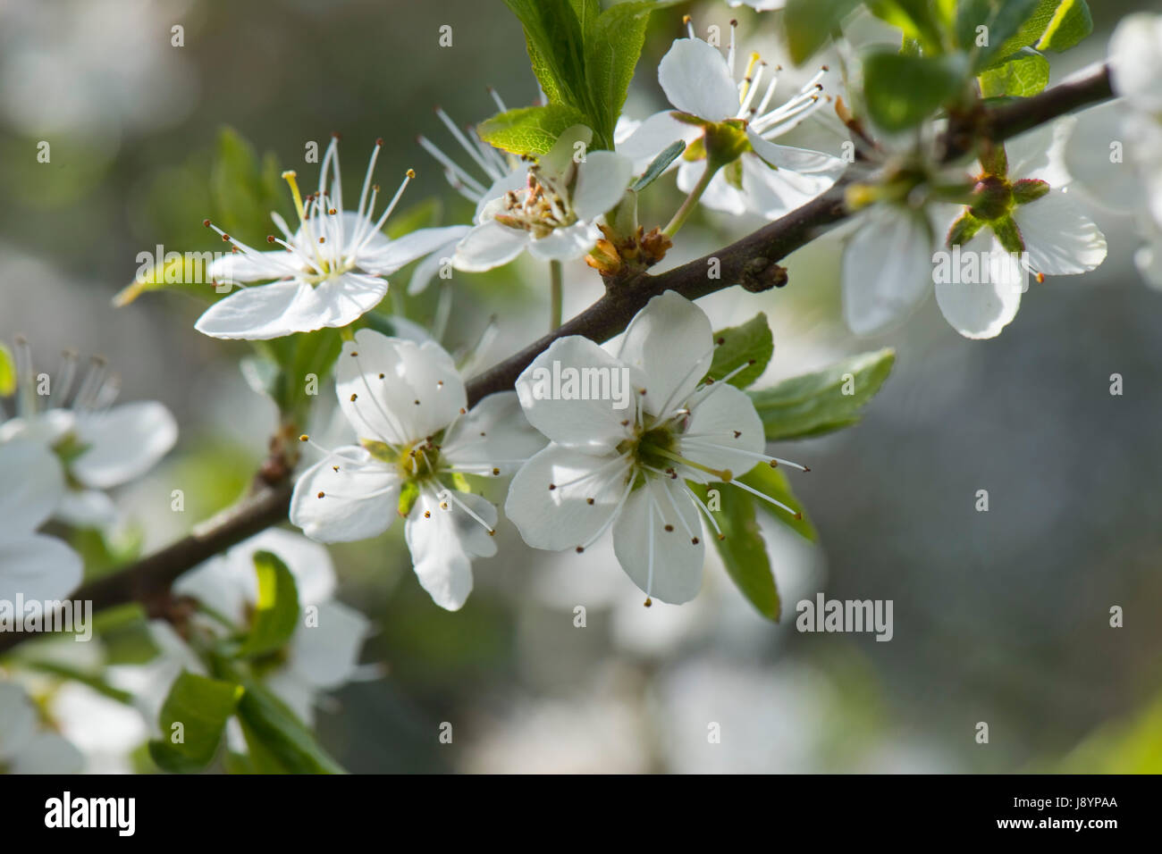 Blackthorn oder Schlehe, Prunus Spinosa, Blüte mit weißen reichlich Blüten hinterleuchtet und ätherisch an einem sonnigen Frühling früh am Tag, Berkshire, April Stockfoto