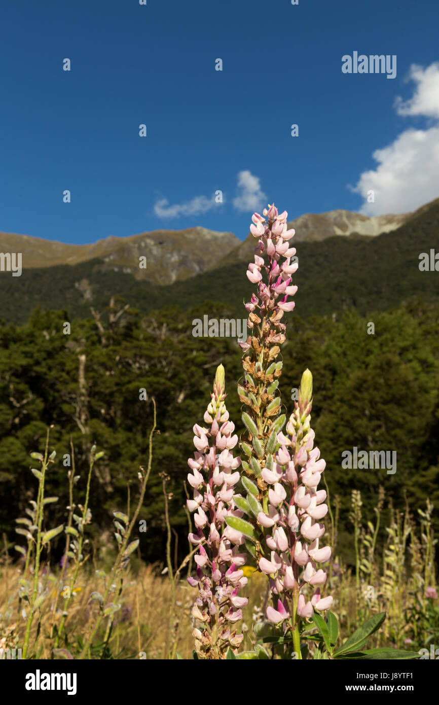 Blick über den eglinton Valley vom Milford Highway, Fiordland National Park, South Island, Neuseeland Stockfoto