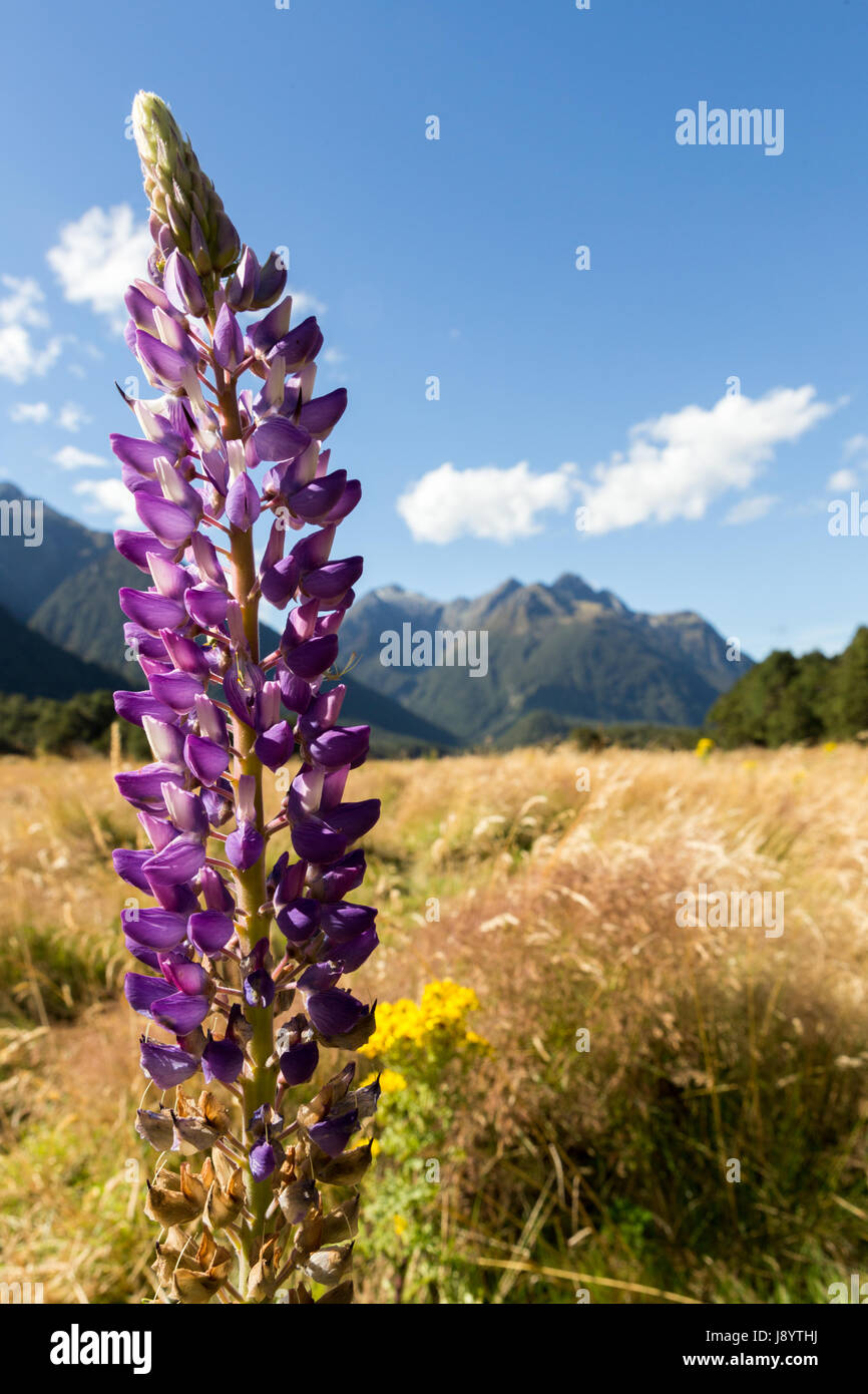 Blick über den eglinton Valley vom Milford Highway, Fiordland National Park, South Island, Neuseeland Stockfoto