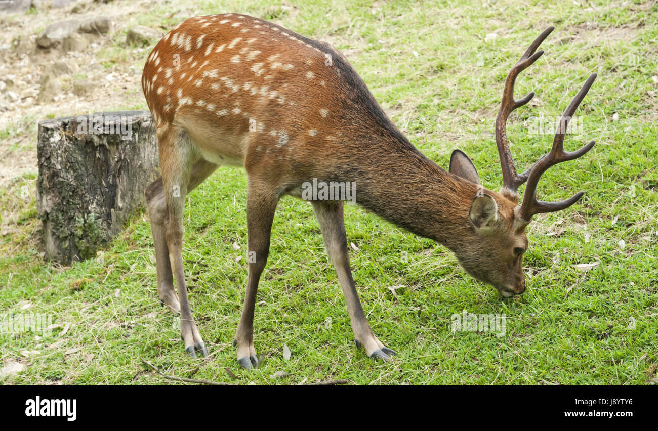 Japanisch, Japan, Hirsch, Closeup, Park, Tier, Säugetier, Asien, wild, Männlich, Stockfoto