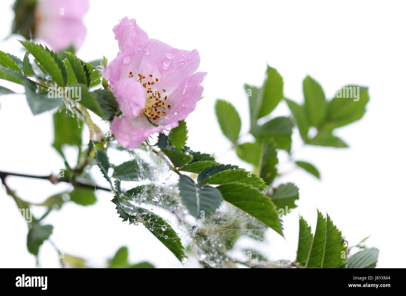 Schöne sanfte Blume der Heckenrose an einem regnerischen Tag Stockfoto