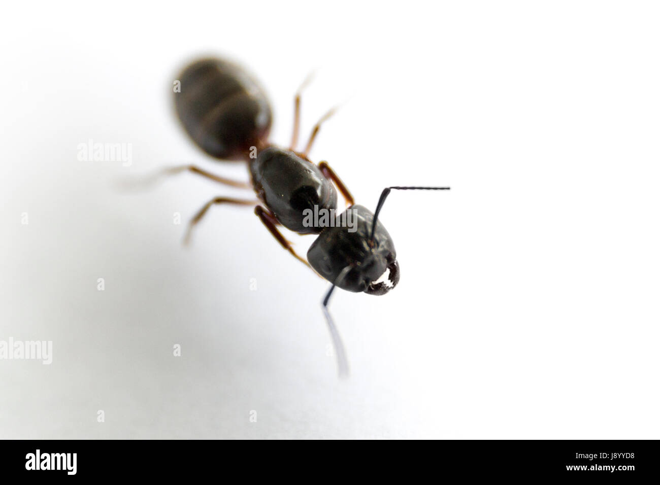 Carpenter ant (Camponotus herculaneus) Close up Model Release: Nein Property Release: Nein. Stockfoto