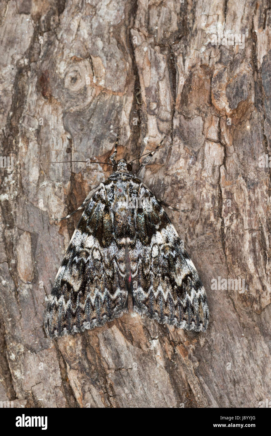 Kleines Eichenkarmin, Kleiner Eichenkarmin, Catocala Promissa, helle crimson Underwing la versprechen, Eulenfalter, Noctuidae Noctuid Motten, Noctuid Mot Stockfoto