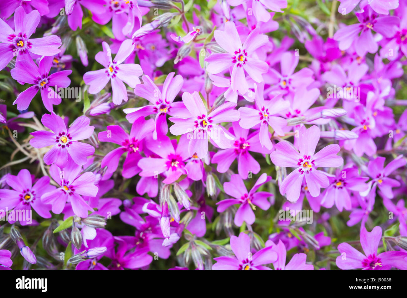 Phlox Subulata. Hell rosa Frühling Blumen Hintergrund. Makro-Foto mit selektiven Fokus Stockfoto