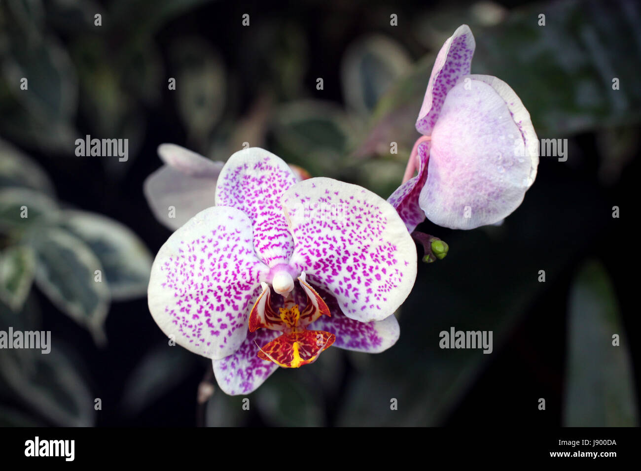 lila, violett, spot, Spots, Blume, Orchidee, Pflanze, Makro, Nahaufnahme, Makro Stockfoto