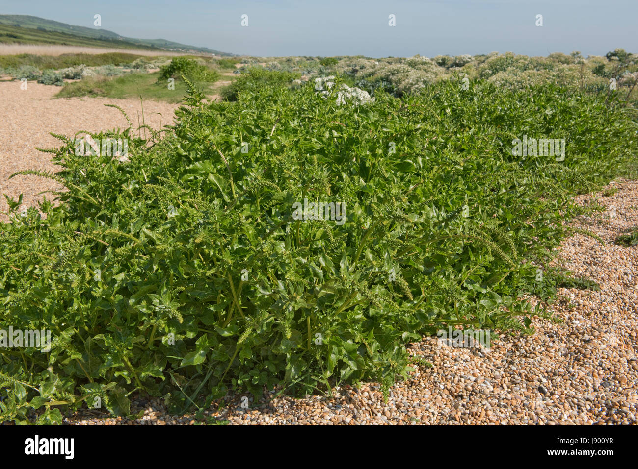 Wildrüben, Beta Vulgaris, Pflanze in Blüte kommen auf Chesil Beach. Eine beliebte Ergänzung zu Fischgerichten und als Gemüse Küche. Dorset, Mai Stockfoto