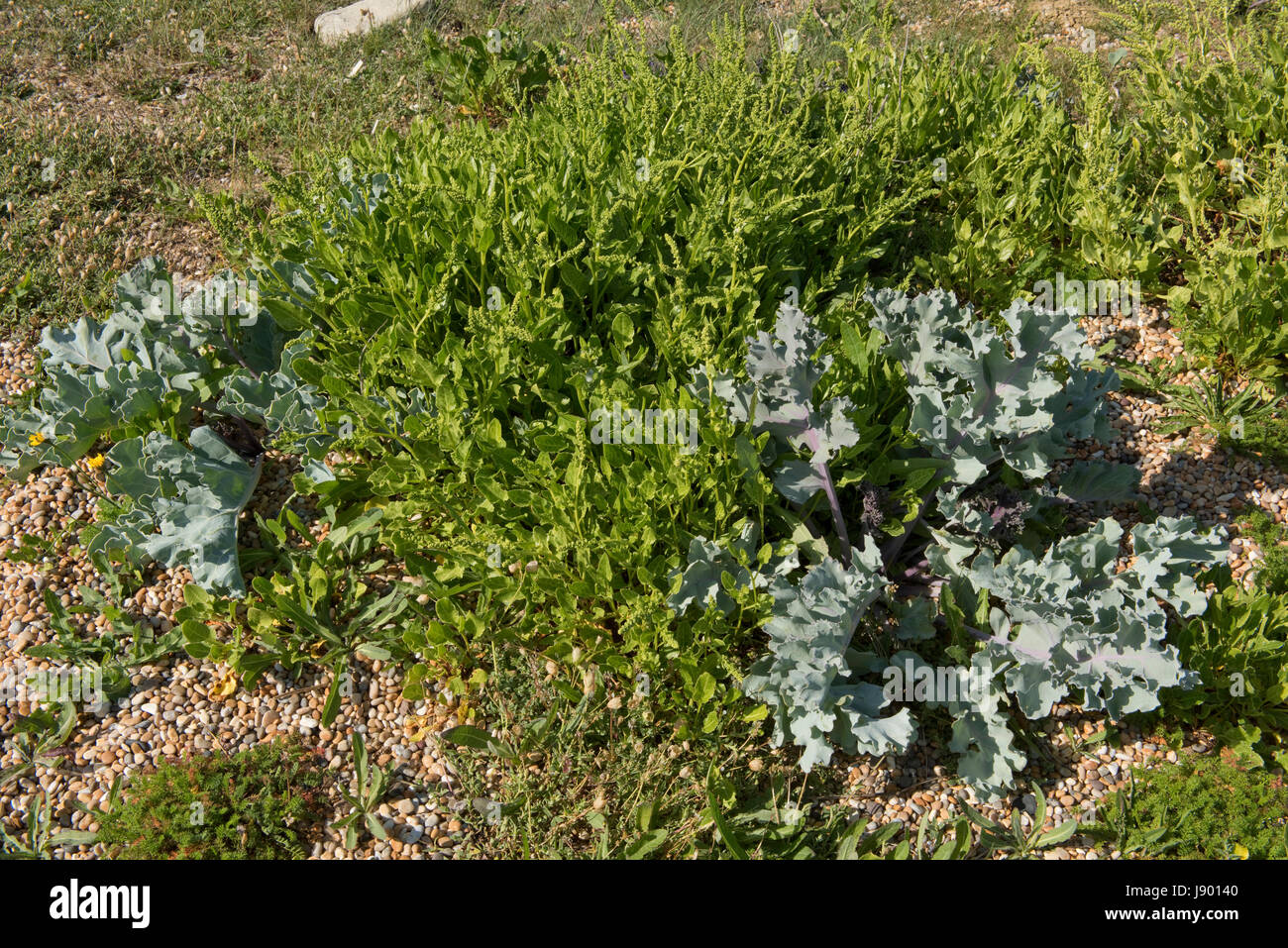 Wildrüben, Beta Vulgaris wächst mit Meerkohl Crambe Maritima, auf Schindel Chesil Beach. Dorset, können beide wilden Vorfahren Oif pflanzlicher Nahrungspflanze Stockfoto