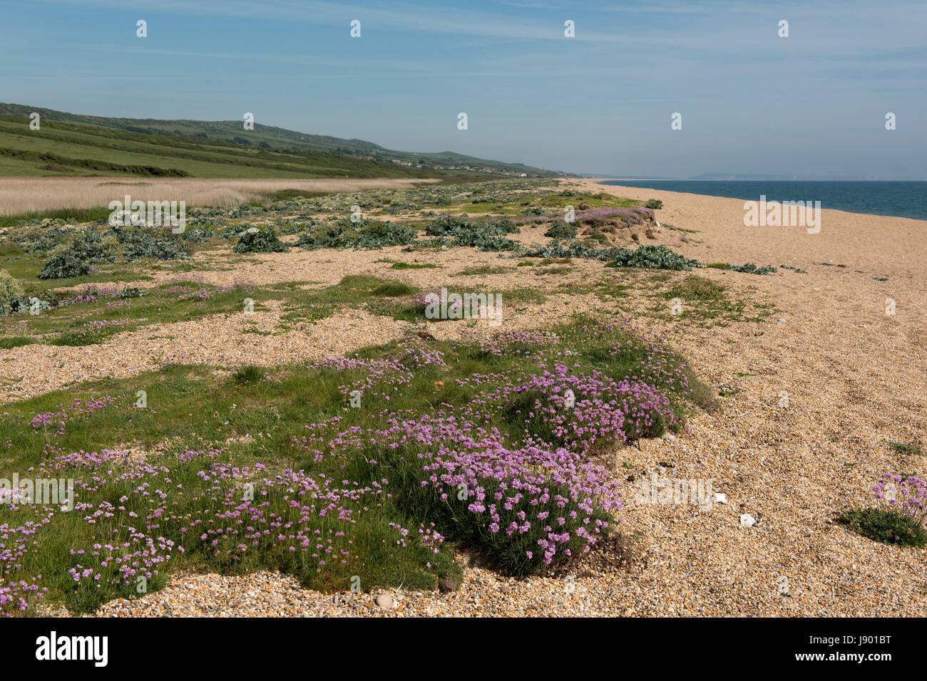 Sparsamkeit oder Meer Sparsamkeit, Armeria Maritima, mit Blick aufs Meer Kale und andere maritime Flora blühend am Kiesstrand am Chesil Beach in Dorset, Mai Stockfoto