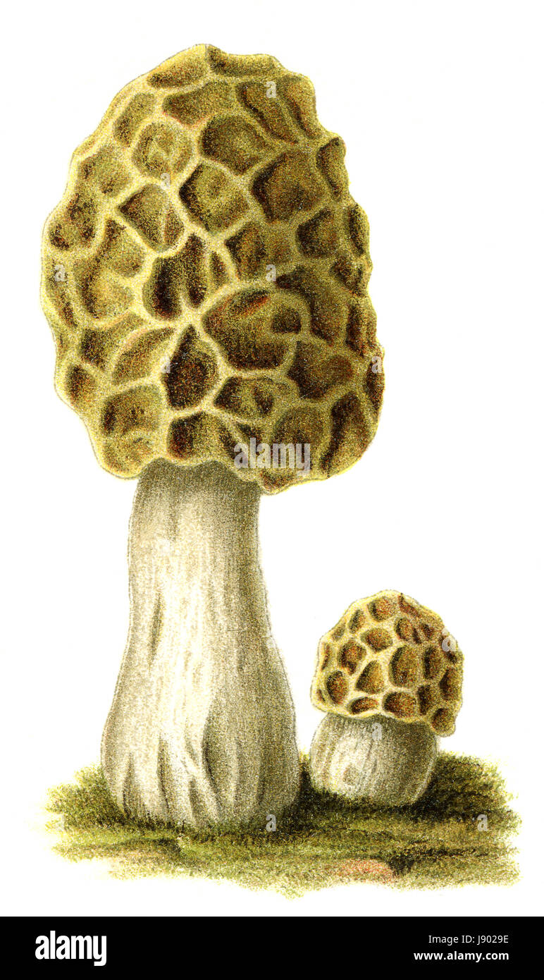 Gourmet, Lebensmittel, Nahrungsmittel, Farbe, Vintage, Frühling, Prellen, Bounces, Hop, Stockfoto