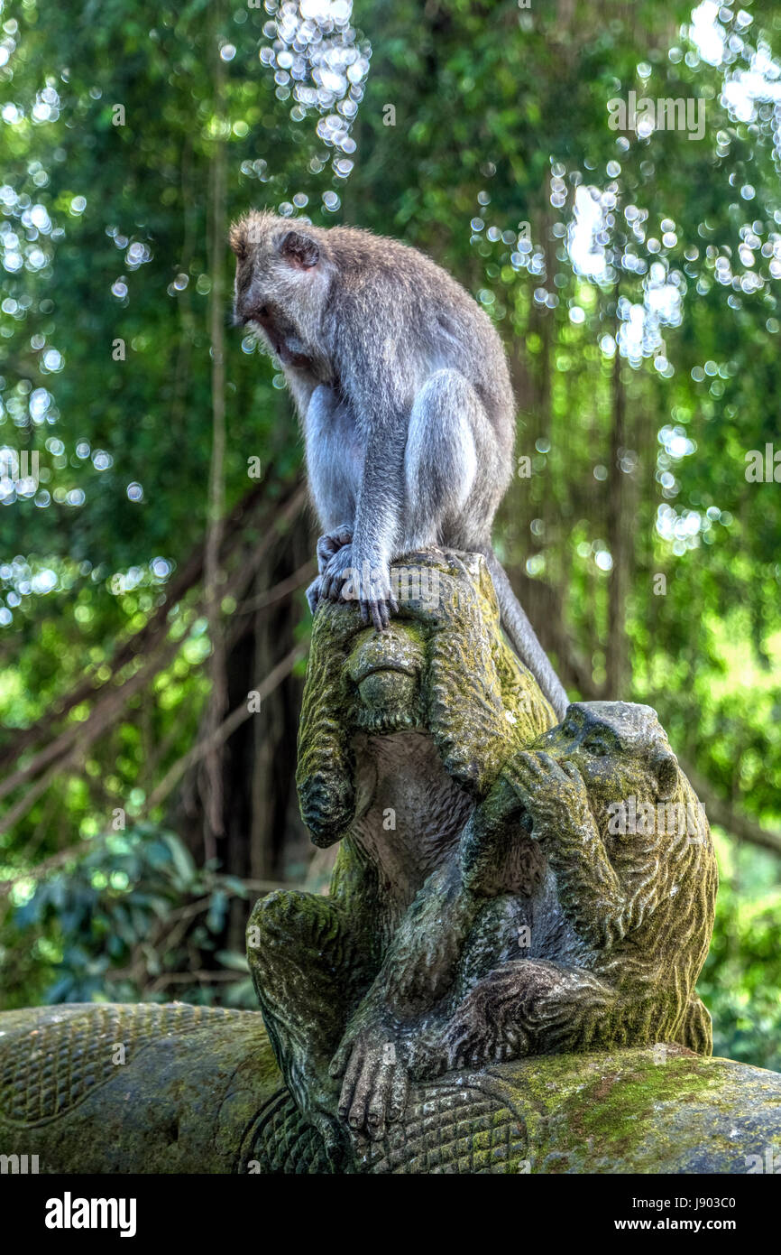 Monkey Forest, Ubud, Bali, Indonesien, Asien Stockfoto
