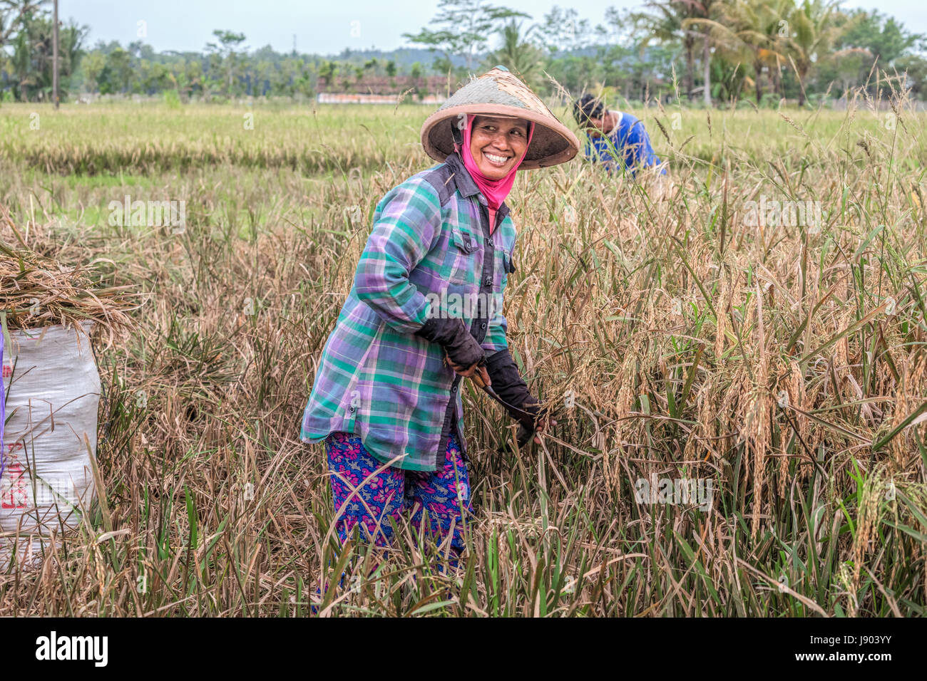 Ernten von Reis auf die Reisfelder in der Nähe von Yogyakarta, Java, Indonesien, Asien Stockfoto