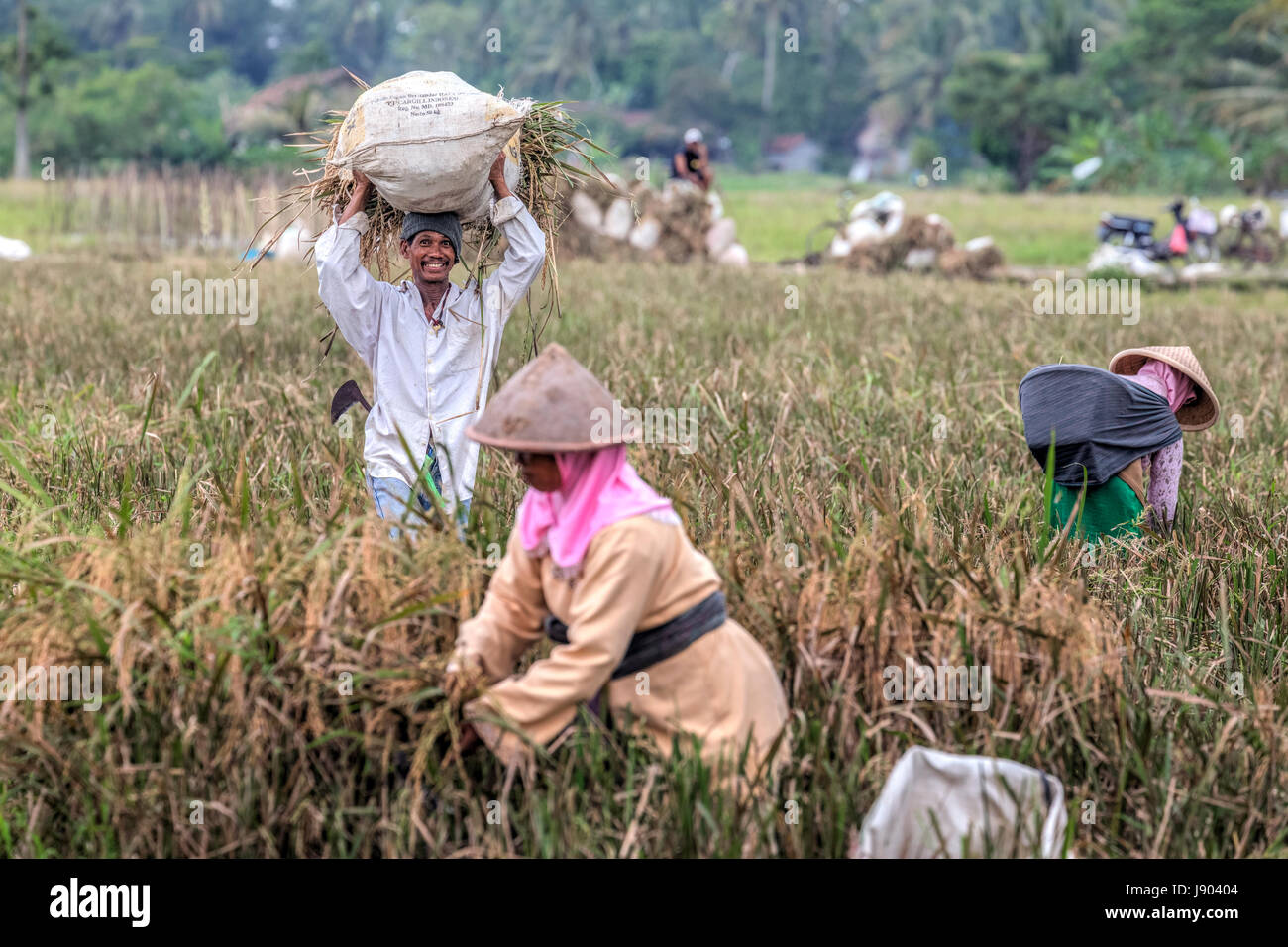 Ernten von Reis auf die Reisfelder in der Nähe von Yogyakarta, Java, Indonesien, Asien Stockfoto