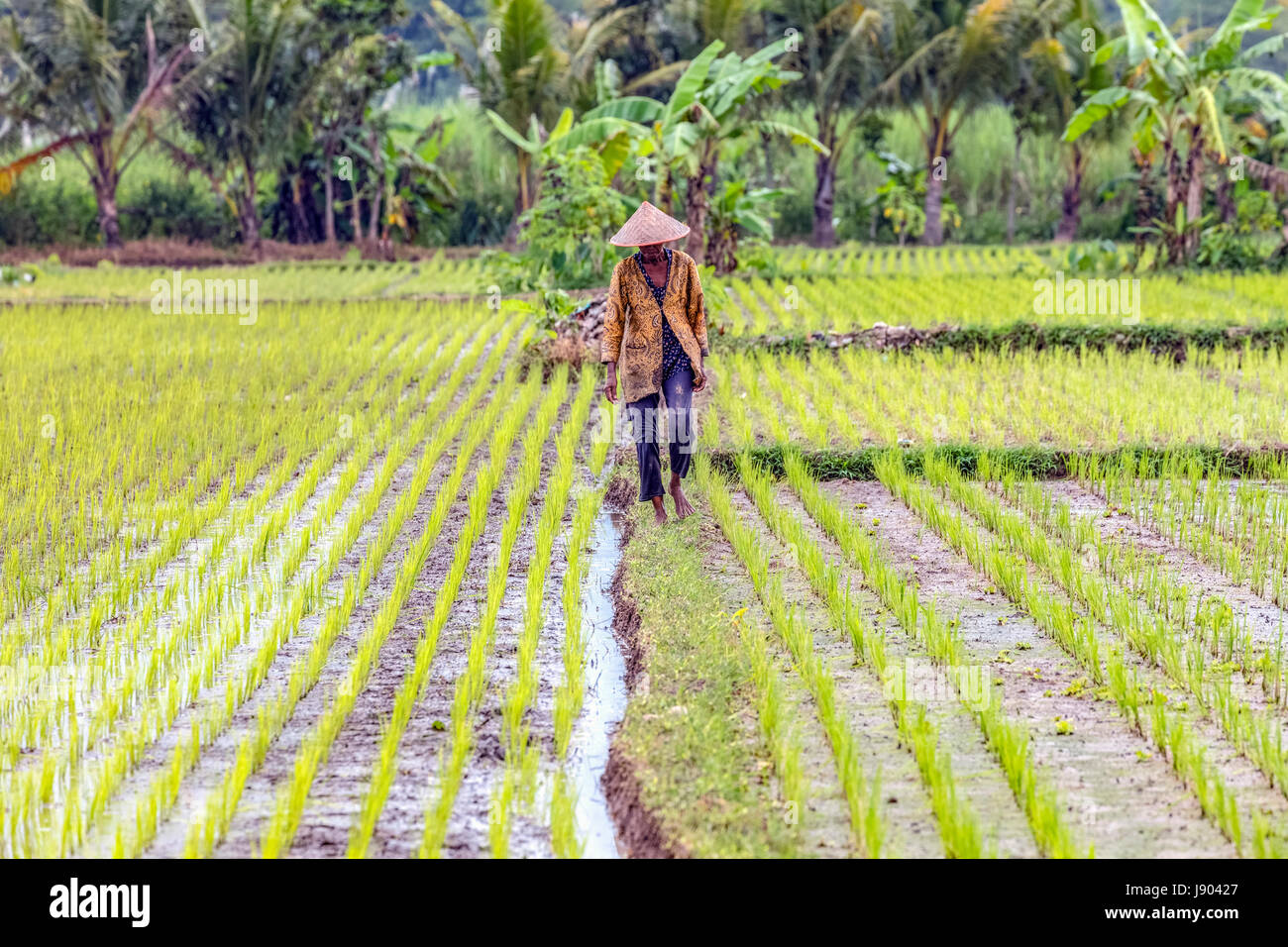Ernten von Reis auf die Reisfelder in der Nähe von Yogyakarta, Java, Indonesien, Asien Stockfoto