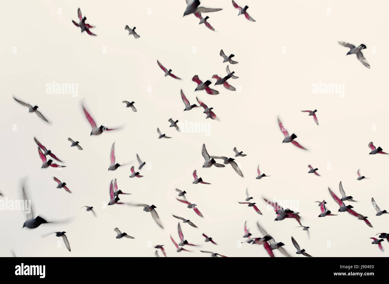 Herde von roten geflügelten Tauben Stockfoto