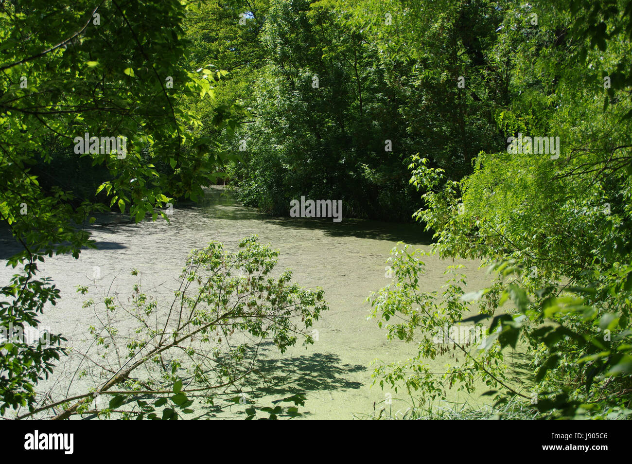 Die Wasserlinsen auf dem Teich unter grünen Bäumen und Pflanzen. Hintergrund-Motiv. Stockfoto