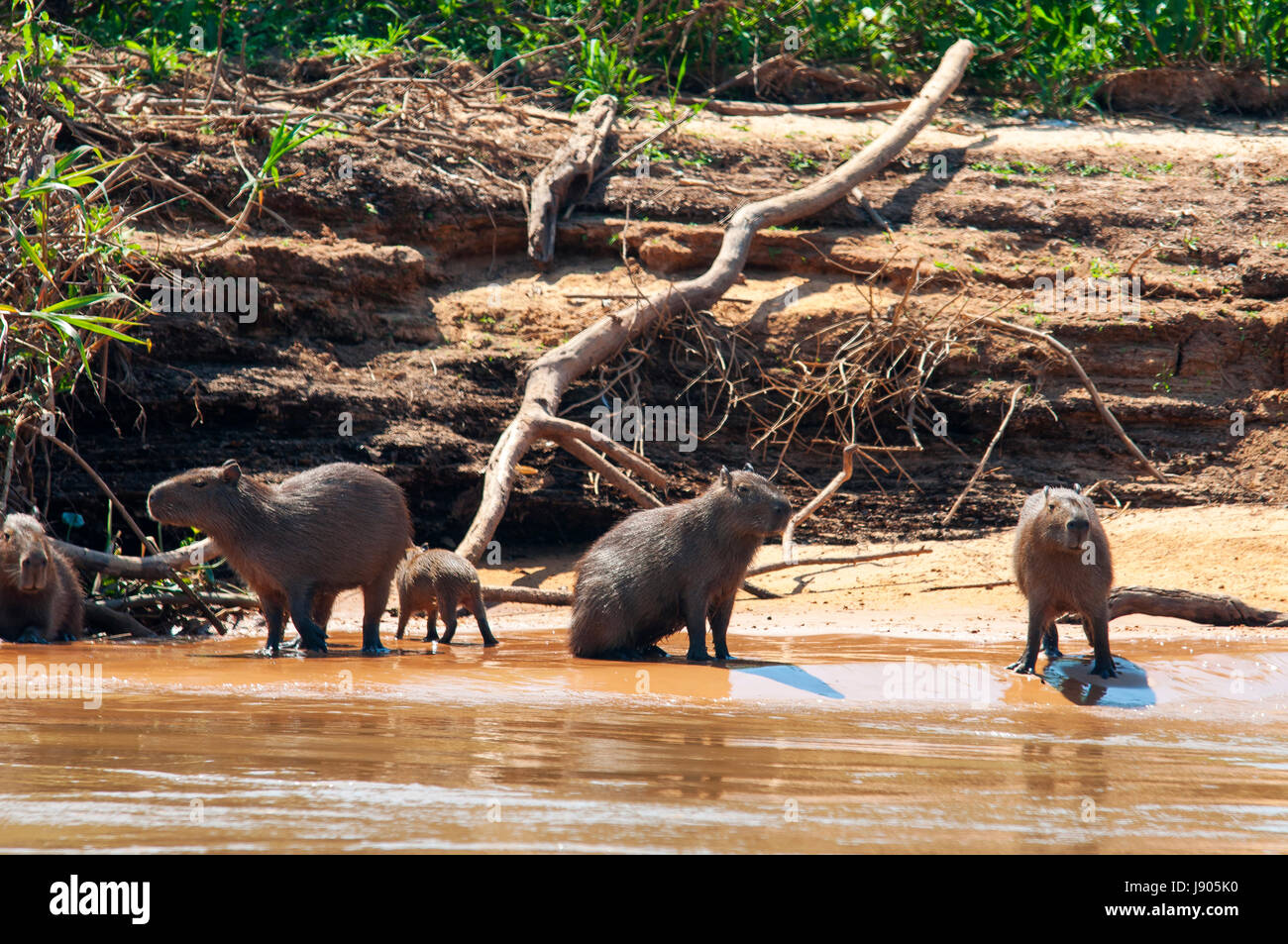 Capybara das größte Nagetier der Welt auf Tres Irmãos Fluss, Pantanal von Mato Grosso, Brasilien Stockfoto