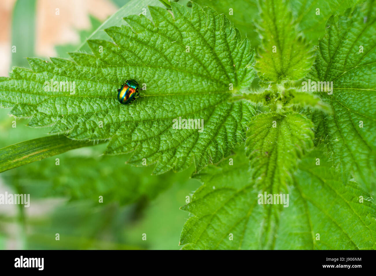 Nahaufnahme Käfer firefly sitzen auf grünes Blatt aus Brennnessel. Stockfoto