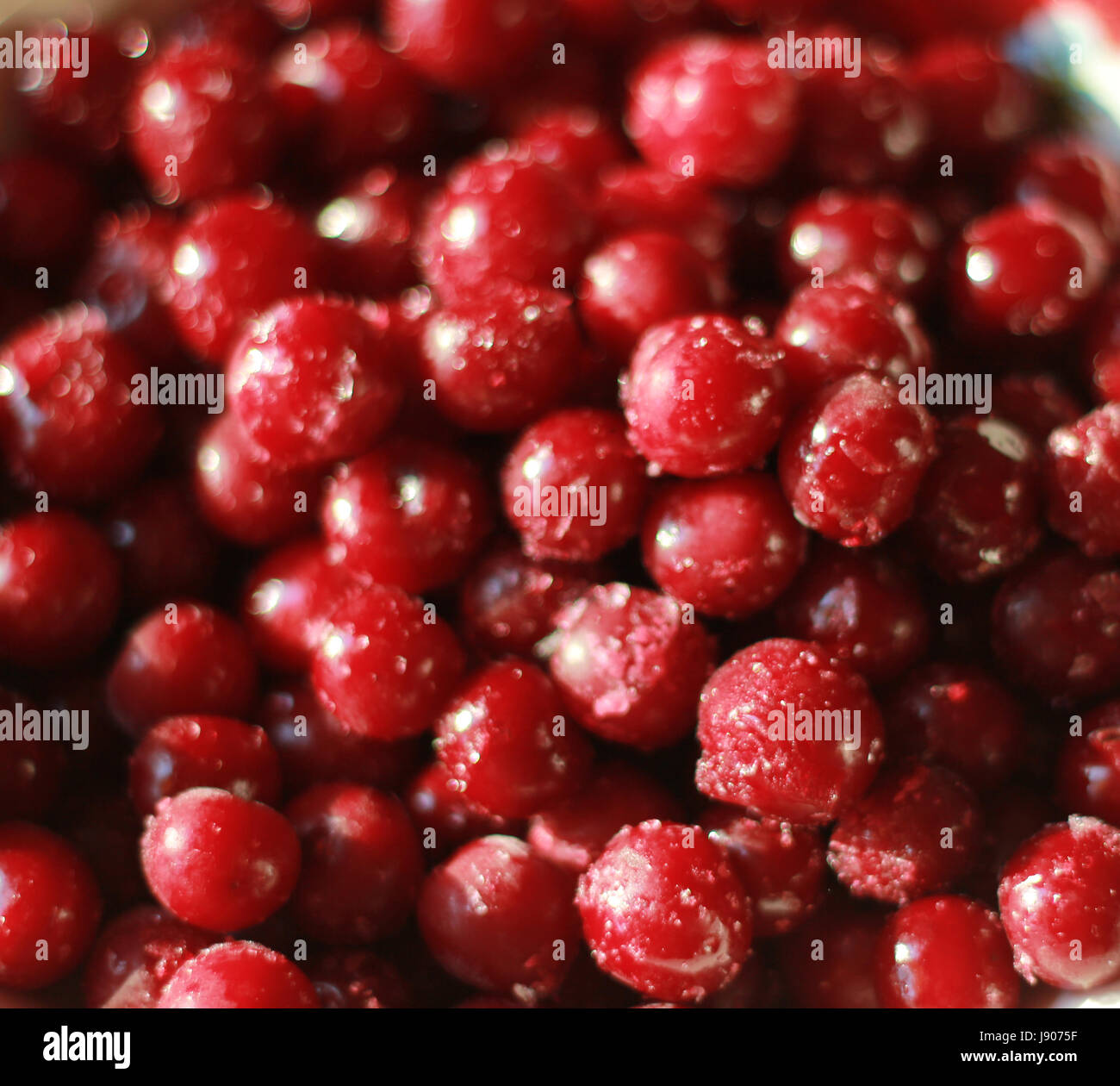Kirschrot mit Schnee Schuss Nahaufnahme eingefroren Stockfoto