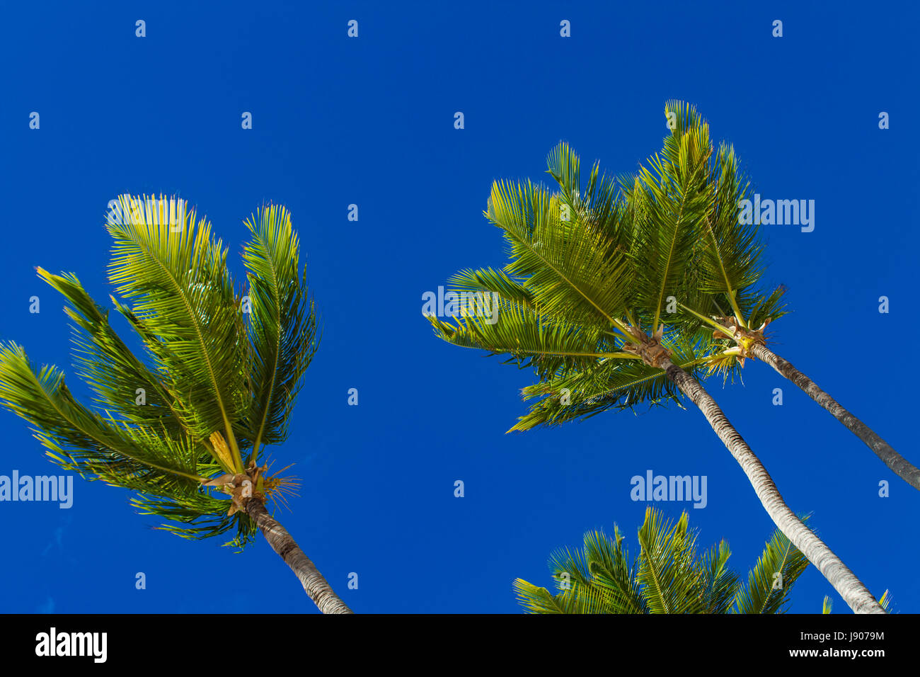 Blick auf Gruppe von Palmen am blauen Himmelshintergrund Stockfoto