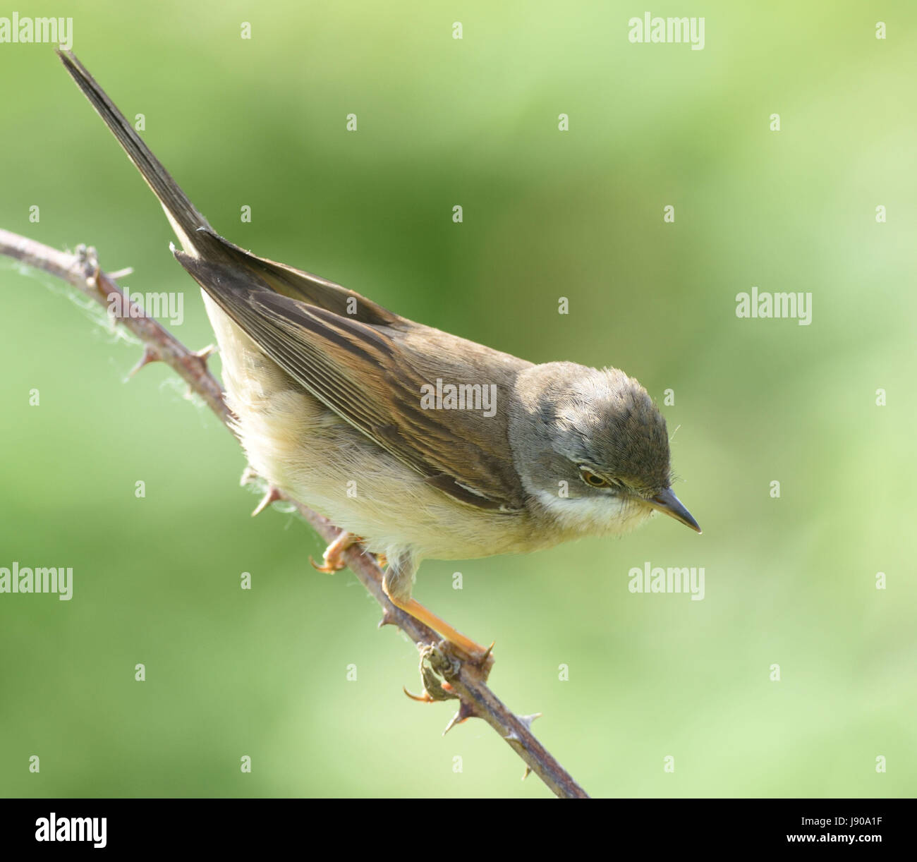 Ein Whitethroat (Sylvia communis) Sitzstangen auf trockener Dornbusch stammen. Roggen Hafen Nature Reserve. Roggen, Sussex, England, Großbritannien Stockfoto