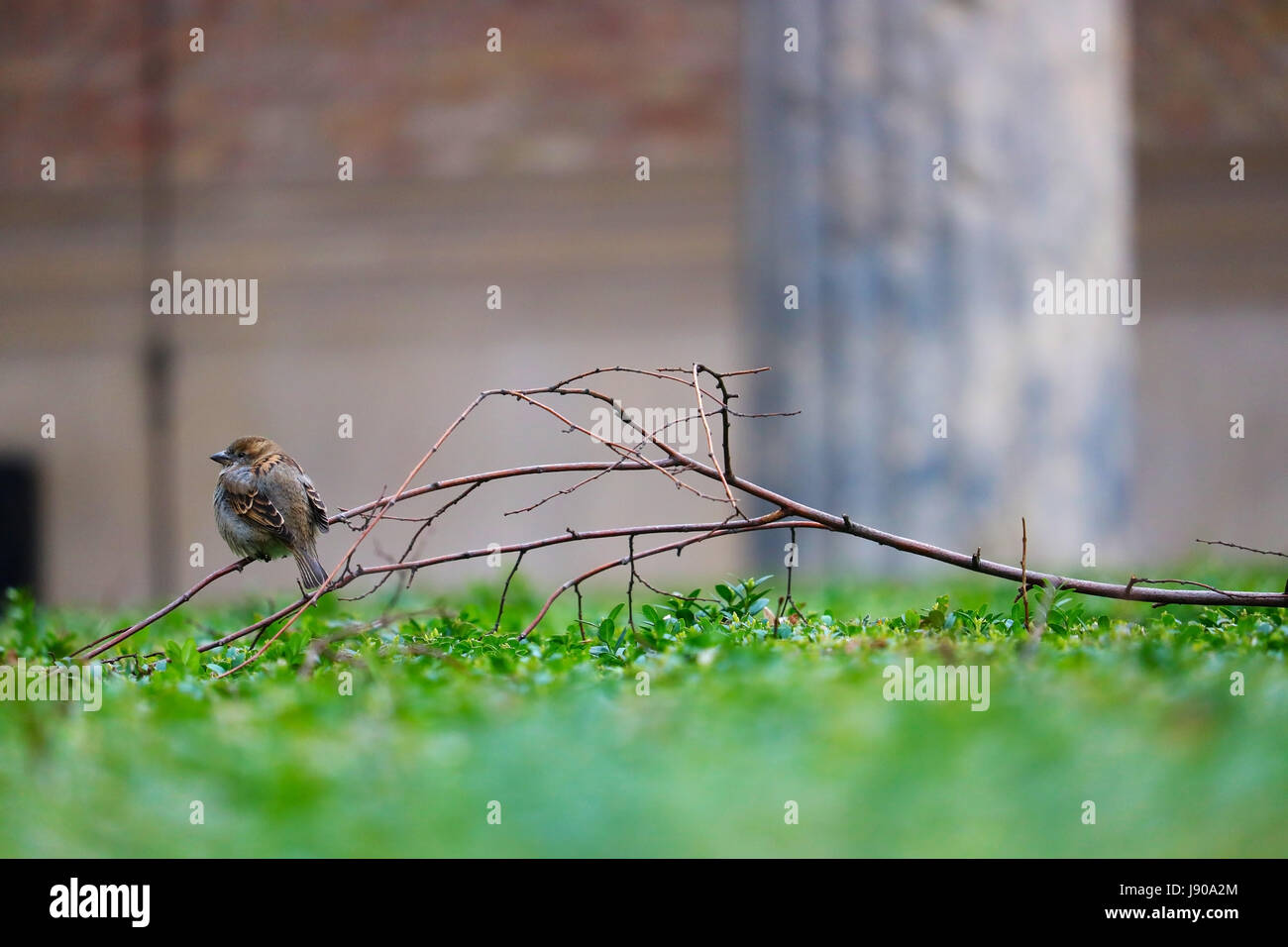 kleiner Spatz auf einem Ast in einem städtischen Park in berlin Stockfoto