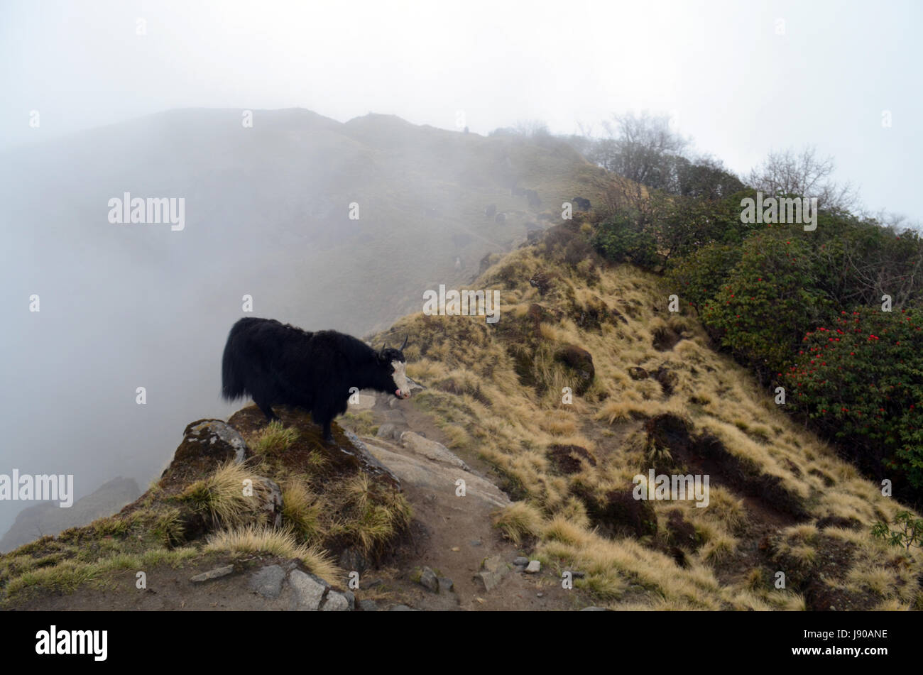 Yak und Herde im Nebel. Himalaya-Gebirge. Nepal Stockfoto