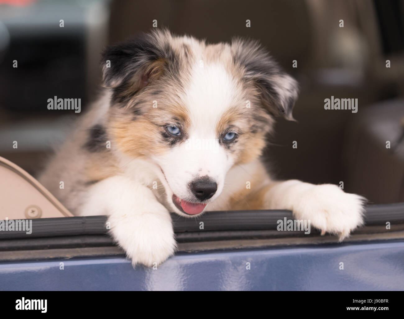 Eine sehr liebenswerte Hunde mit blauen Augen rumhängt, Autofenster Stockfoto