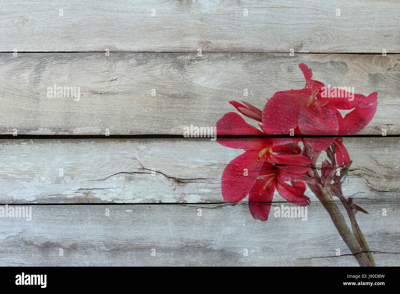 Overlay rötlich rosa Canna Lily Fower mit Tropfen Wasser auf altem Holz. Stockfoto