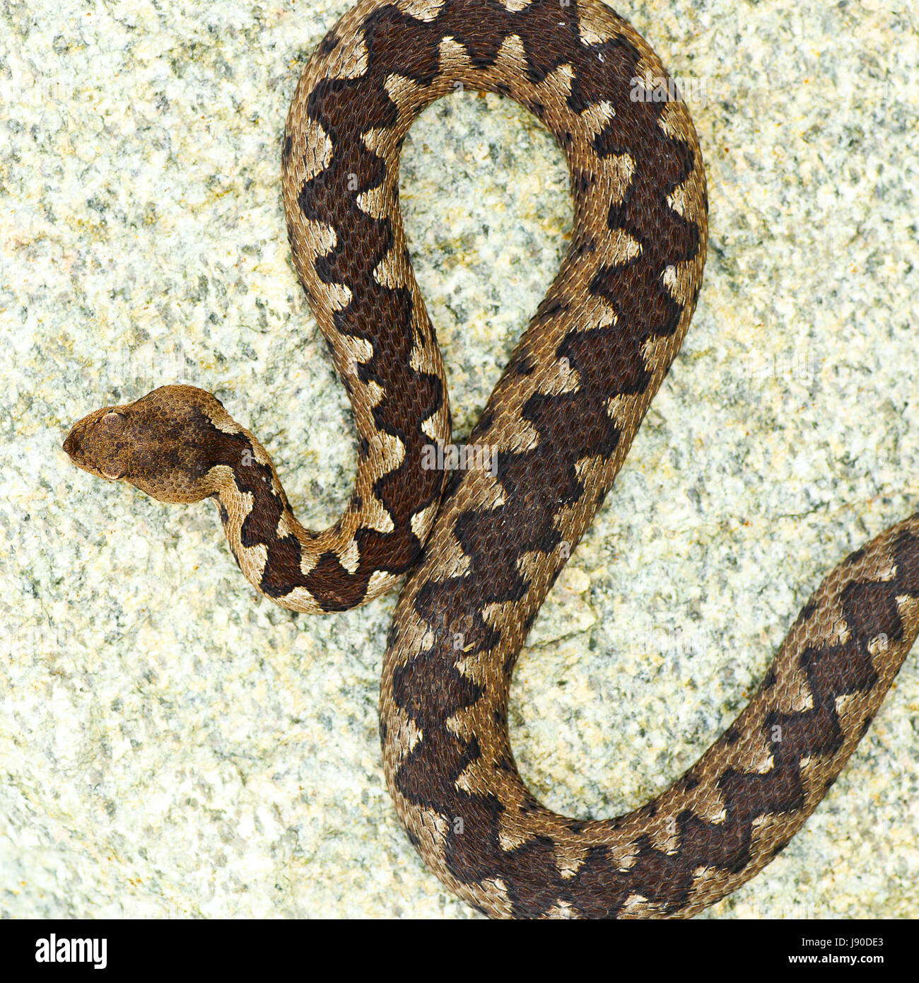 schöne Muster auf Vipera Ammodytes zurück (die Nase Hornotter, einer der giftigsten Schlangen aus Europa) Stockfoto