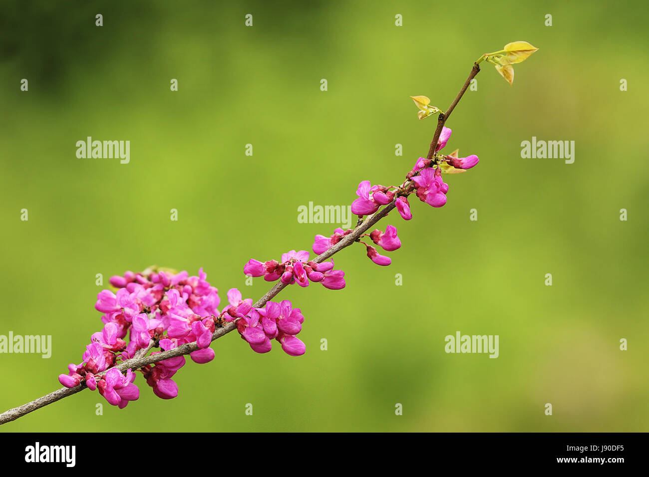 Zweig der Kirschbaum in voller Blüte über grün aus Fokus Hintergrund Stockfoto