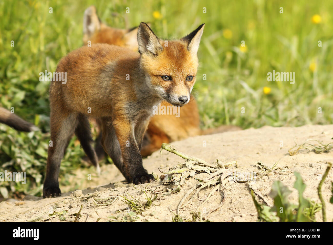 niedliche europäischen Rotfuchs Welpen zu Fuß in der Nähe der Höhle (Vulpes) Stockfoto