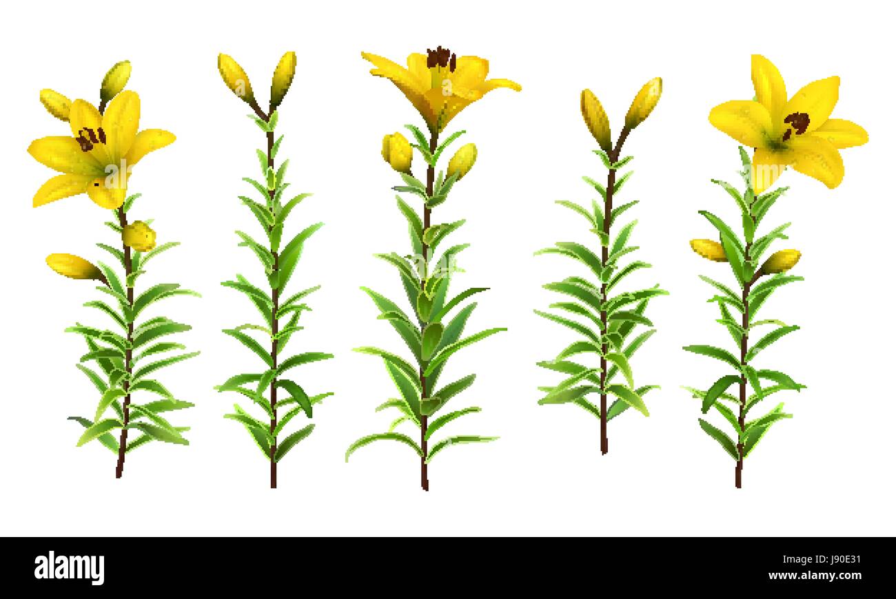 Gelbe Lilien mit grünem Stiel und Blättern. Satz von realistischen Blumen. Bunte Blumen-Vektor-Illustration. Stock Vektor