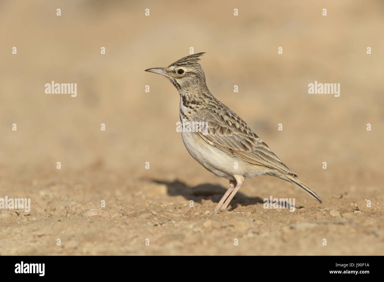 Crested Lark - Galerida cristata Stockfoto