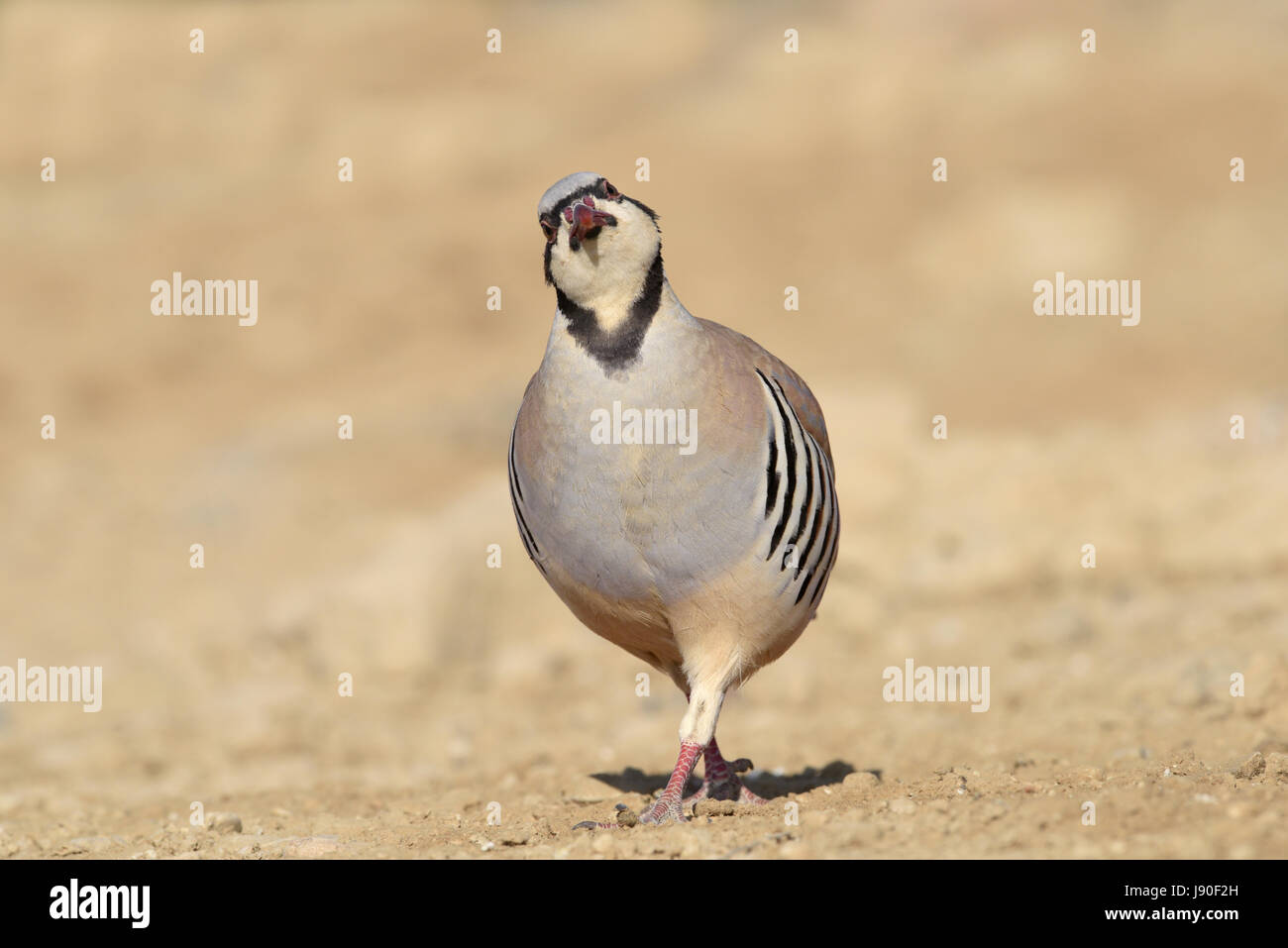 Chukar - Alectoris chukar Stockfoto