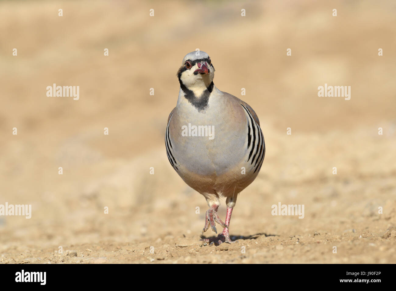 Chukar - Alectoris chukar Stockfoto