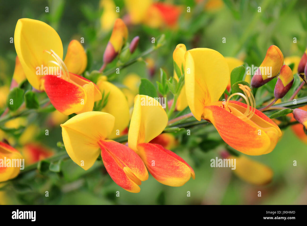Gemeinsamen Ginster Cytisus Scoparius SSP. scoparius Stockfoto