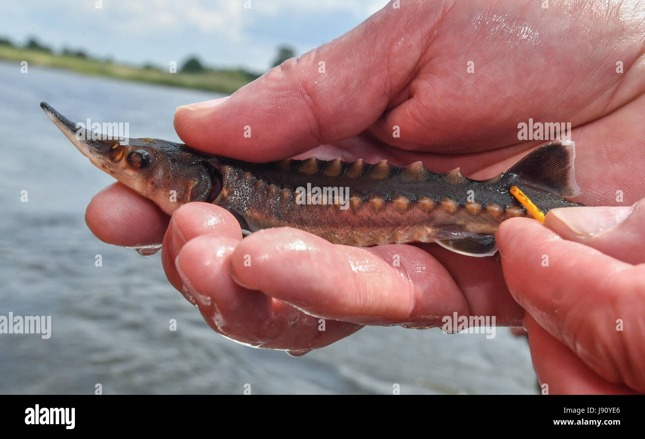 Acipenser oxyrinchus oxyrinchus Fotos und Bildmaterial in hoher